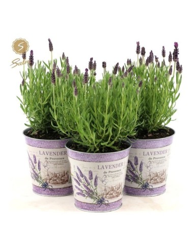 LAVANDA ANOEK MACETA