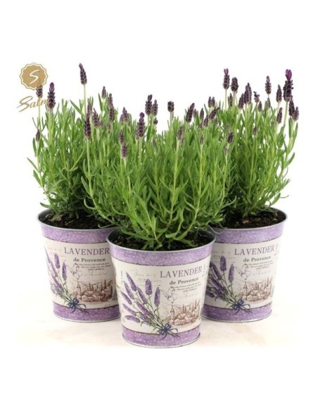 LAVANDA ANOEK MACETA