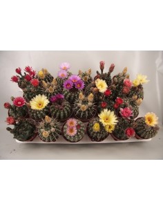 MAMMILLARIA FLOWERS BIG m8,5
