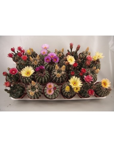 MAMMILLARIA FLOWERS BIG m8,5