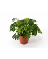 Mimosa Pudica planta sensible al tacto maceta 13 cm Endanea Garden

