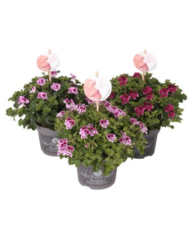 PELARGONIUM ANGELEYES PERFUME MIX