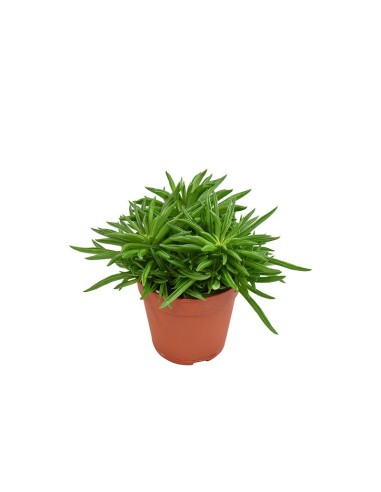 Peperomia planta de interior compacta fácil cuidado con follaje colorido Endanea Garden

