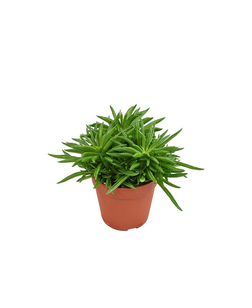 Peperomia Happy Bean M12 - Planta de Interior Decorativa y Fácil de Cuidar
