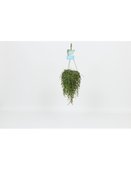 Peperomia Pepperspot M12 Planta Ornamental Compacta y Fácil de Cuidar