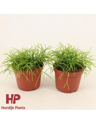 RHIPSALIS CASSUTHA CASSERA M12