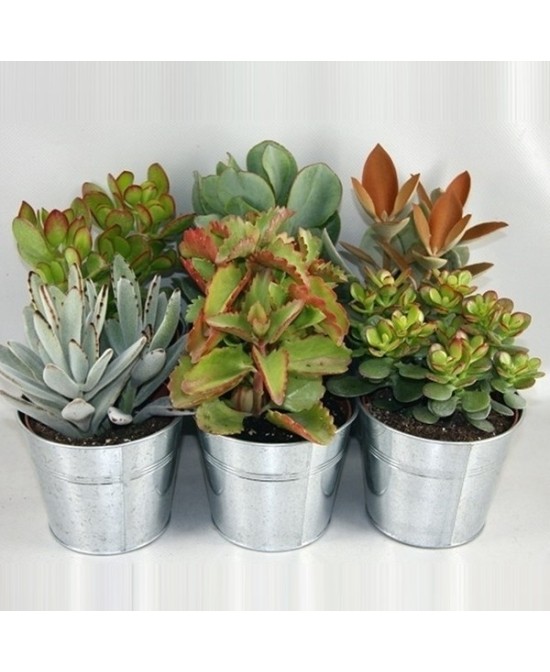 SUCCULENTS MIX