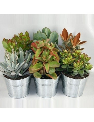SUCCULENTS MIX IN ZINC