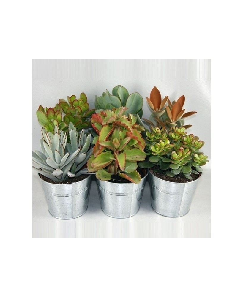 SUCCULENTS MIX