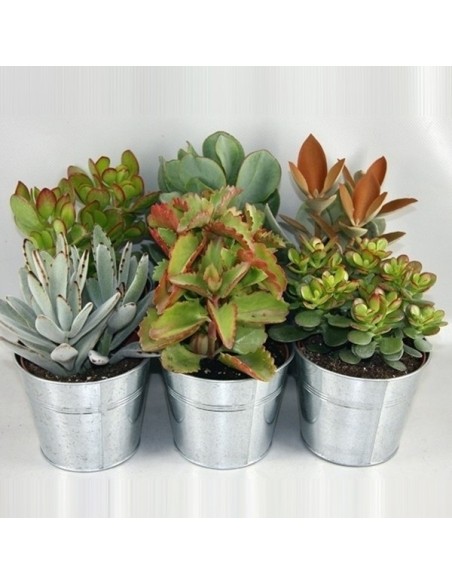 SUCCULENTS MIX IN ZINC