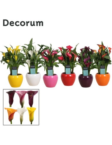 ZANTEDESCHIA MIX+MELANIE M12
