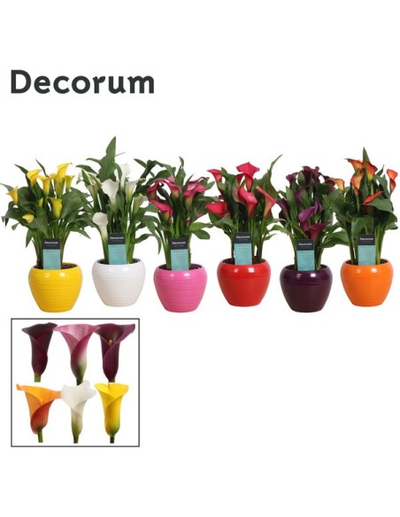 ZANTEDESCHIA MIX+MELANIE M12