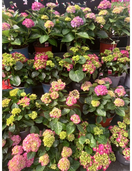 Hortensia M19  Flores Vibrantes y Fácil Cuidado | Endanea Garden


