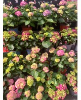Hortensia M19  Flores Vibrantes y Fácil Cuidado | Endanea Garden

