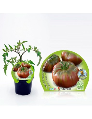 TOMATE NEGRO DE CRIMEA M10.5