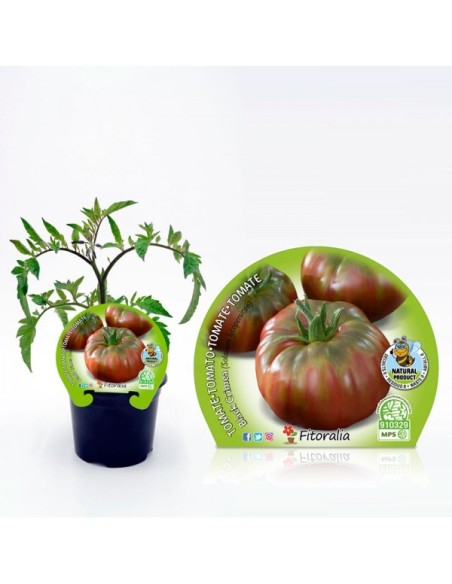 TOMATE NEGRO DE CRIMEA M10.5