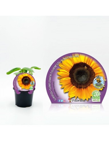 GIRASOL M10.5 HELIANTHUS ANUUS