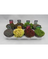 Sedum Planta Suculenta Resistente y Fácil de Cuidar | Endanea Garden

