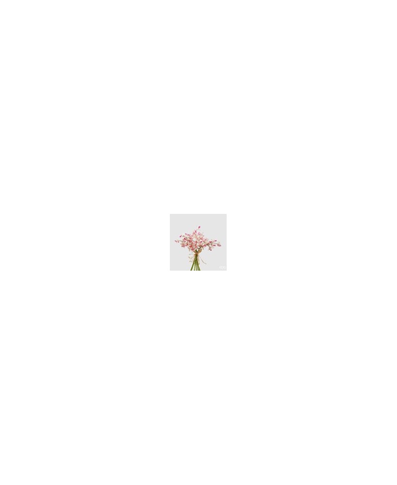 ORQUIDEA DENDROBIUM MAZZO ROSA