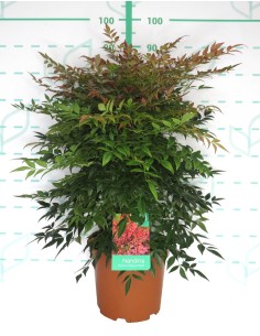 NANDINA DOMESTICA OBSESSED SEIKA 3L 20/30