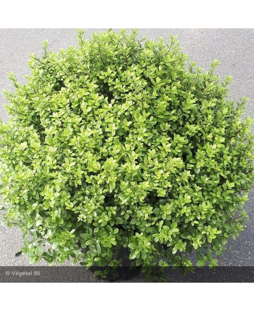 PITOSPORUM TENUIFOLIUM "MIDGET" 2.5L 20/25
