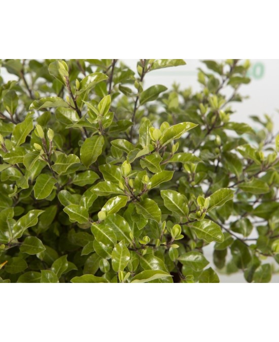 PITTOSPORUM TENUI. POMPON 2L 20/25