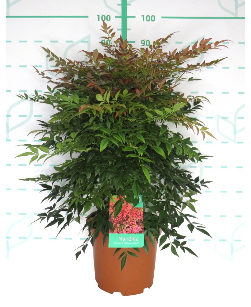 NANDINA OBSESSED  C25 7.5L