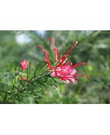 GREVILLEA JUNIPERINA 5L