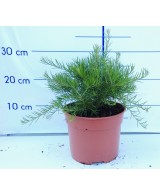 GREVILLEA JUNIPERINA 5L