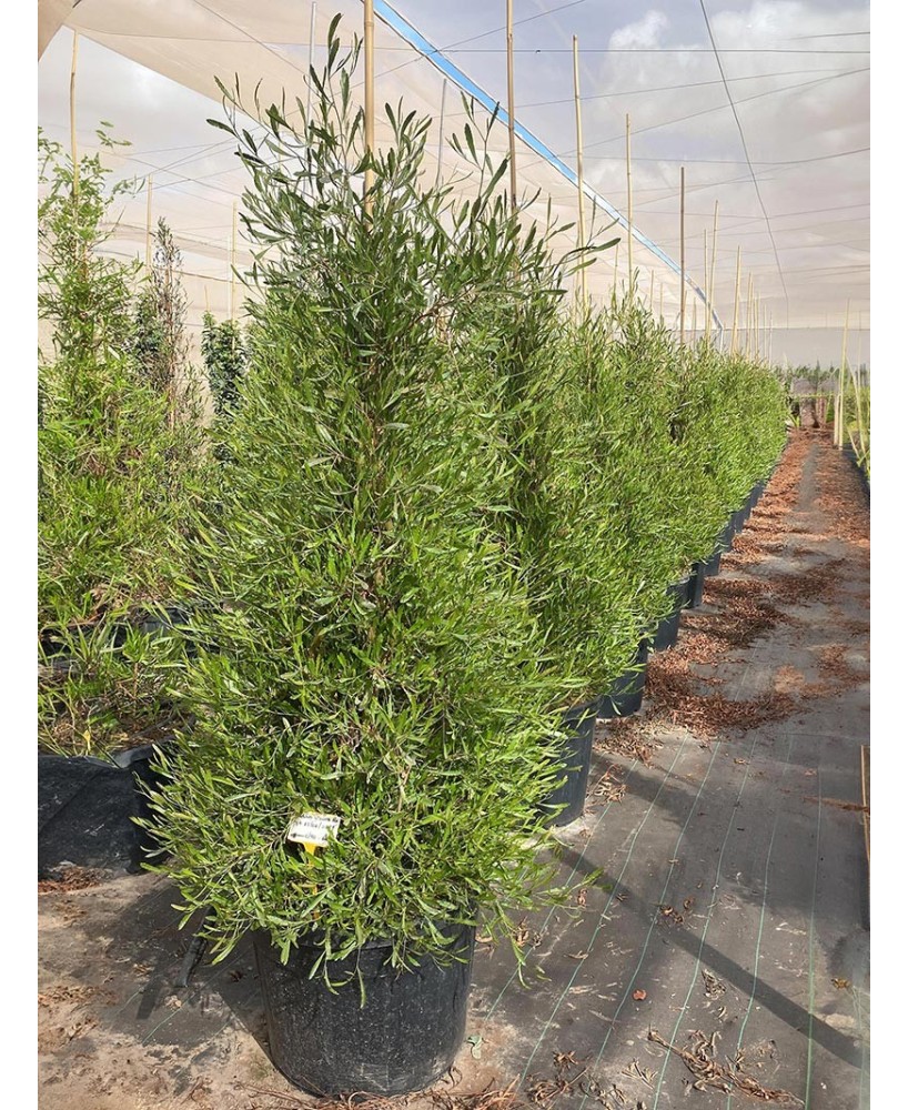 DODONEA VISCOSA  "PURPUREA"   C24  7.5L
