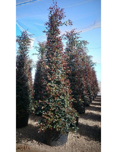 Eugenia uniflora «Etna Fire»  Arbusto Perennifolio con Bayas Moradas | Endanea Garden

