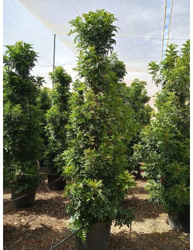 Schinus terebinthifolius  Falso Terebinto Perenne con Frutos Rojos | Endanea Garden

