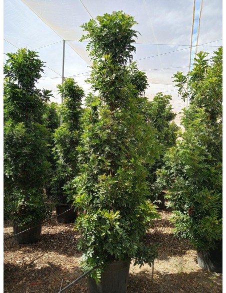 Schinus terebinthifolius  Falso Terebinto Perenne con Frutos Rojos | Endanea Garden

