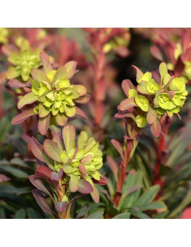 EUPHORBIA CHARACIAS 2L 20/30