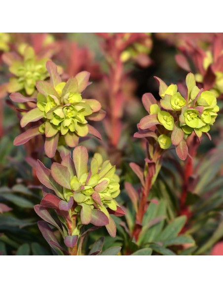 EUPHORBIA CHARACIAS 2L 20/30