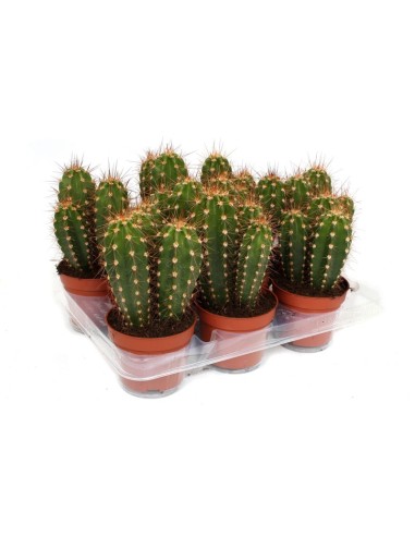 Neocardenasia herzogiana  Cactus exótico y resistente de Bolivia | Endanea Garden

