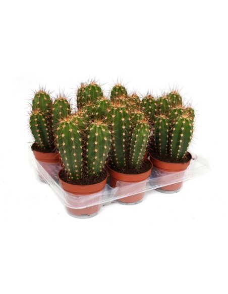 Neocardenasia herzogiana  Cactus exótico y resistente de Bolivia | Endanea Garden

