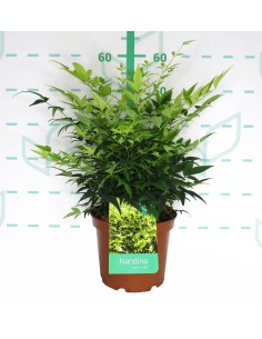 NANDINA DOMESTICA MAGICAL LEMON & LIME 5L 30/40