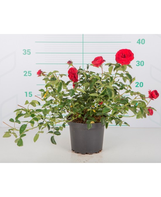 ROSAL PAISAJISTICO M24