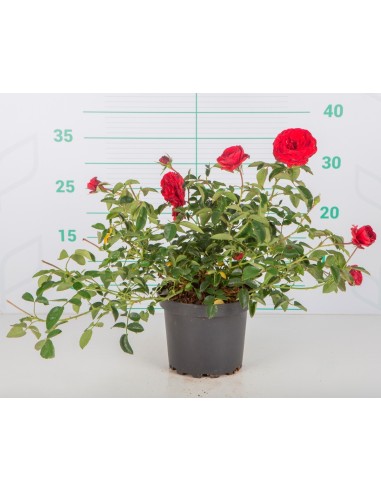 ROSAL PAISAJISTICO 2L 20/25 DP 15/20