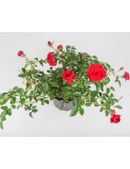 ROSAL PAISAJISTICO 2L 20/25 DP 15/20