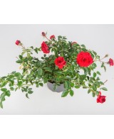 ROSAL PAISAJISTICO 2L 20/25 DP 15/20