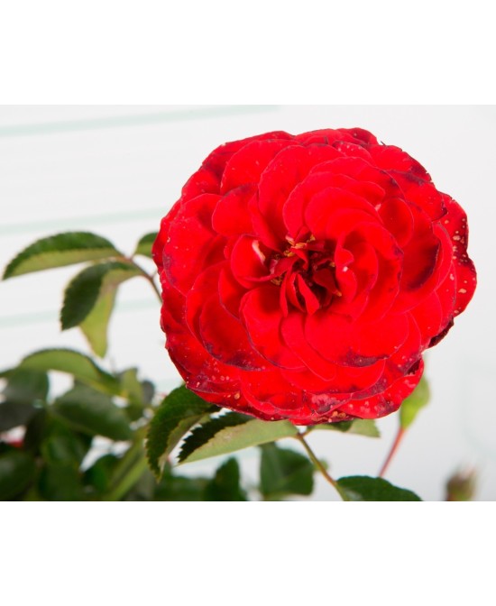 ROSAL PAISAJISTICO 2L 20/25 DP 15/20