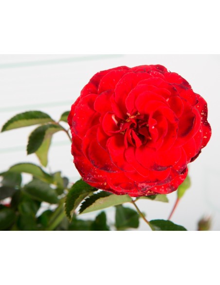 ROSAL PAISAJISTICO 2L 20/25 DP 15/20