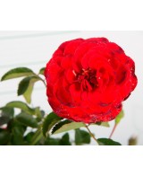 ROSAL PAISAJISTICO 2L 20/25 DP 15/20