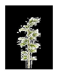 CAÑA BAMBU NATURAL 150CM VERDE