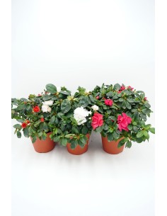 AZALEA INDICA M12