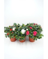 AZALEA INDICA M12
