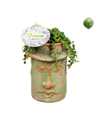 Senecio Rowleyanus "Collar de Perlas" con Mini Maceta Mayahead | Endanea Garden

