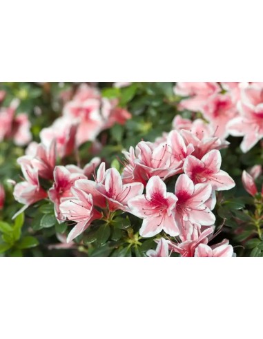 AZALEA INDICA M12